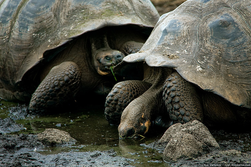 Africa's Little Five Animals