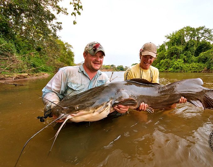 Vundu Catfish