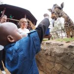 The Nairobi Giraffe Centre