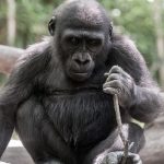 Gorilla Charging – What makes a Gorilla beat its chest and charge?