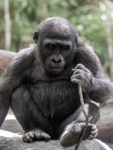 Read more about the article Gorilla Charging – What makes a Gorilla beat its chest and charge?