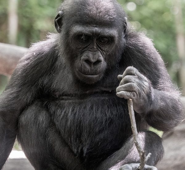 Gorilla Charging – What makes a Gorilla beat its chest and charge?