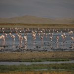 what to do on Lake Natron