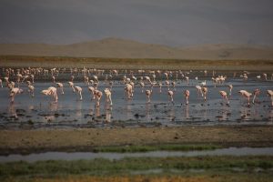 Read more about the article what to do on Lake Natron