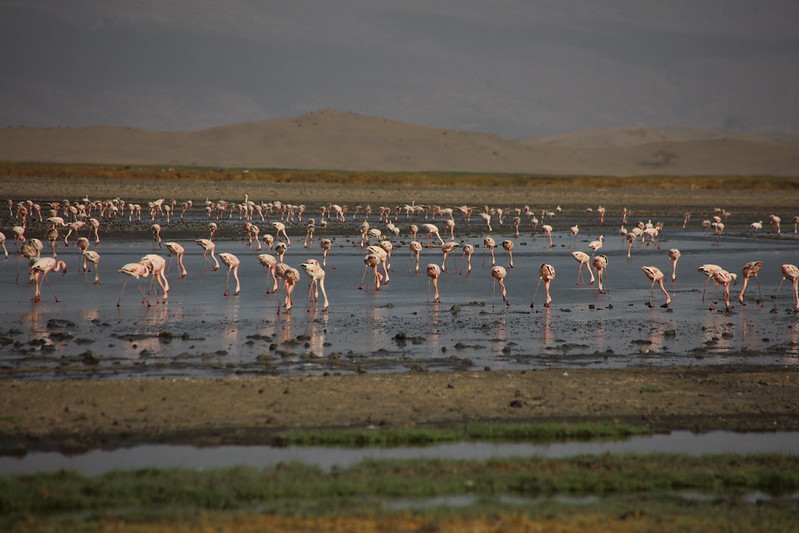 Lake Natron