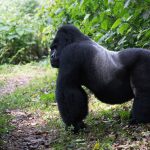 Gorilla Trekking Success Rate