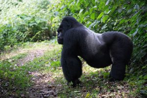 Read more about the article Gorilla Trekking Success Rate