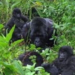 Do mountain gorillas live in families?