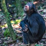 4-Day Gorilla and Chimpanzee Adventure in Uganda