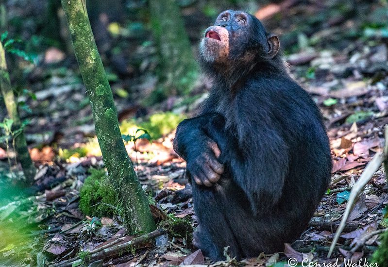 4-Day Gorilla and Chimpanzee Adventure in Uganda