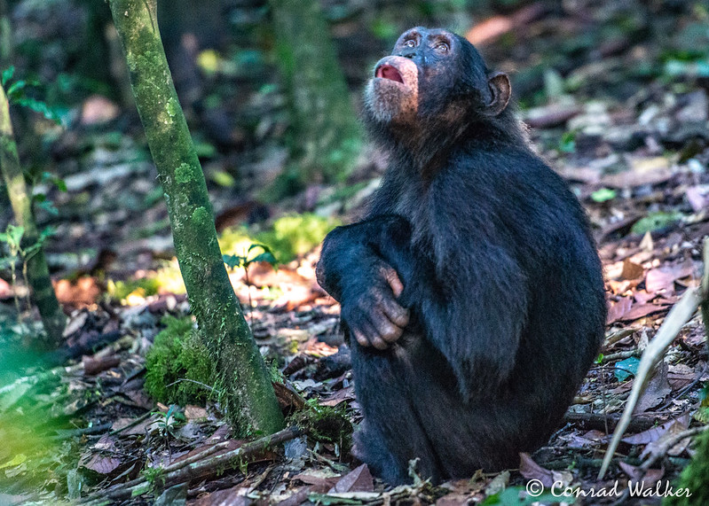 Read more about the article 4-Day Gorilla and Chimpanzee Adventure in Uganda