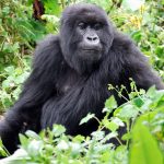 Can I see the gorillas in Rwanda?