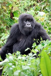 Read more about the article Can I see the gorillas in Rwanda?