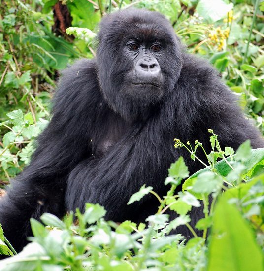 Can I see the gorillas in Rwanda?