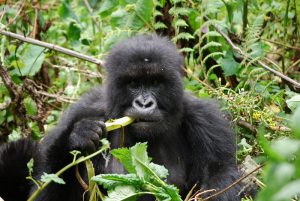 Read more about the article Rwanda development board gorilla permits