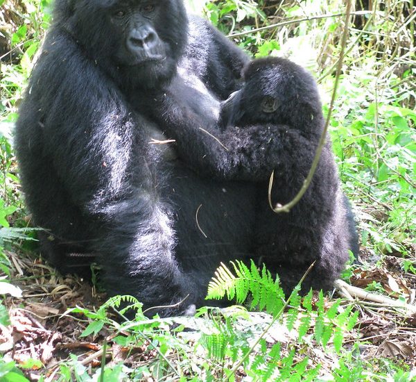 11 Days Rwanda Wildlife & Gorilla Safari