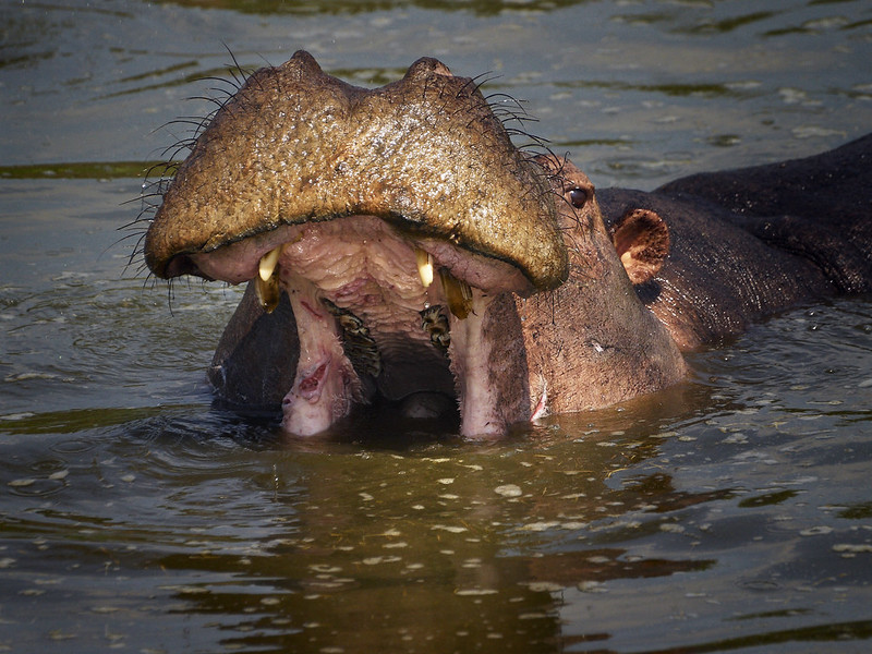 3-Day Trip to Queen Elizabeth National Park