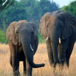 Kasenyi Plains