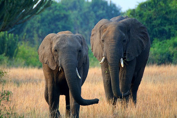 Kasenyi Plains