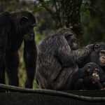  6 Days Rwanda Gorillas & Chimpanzee Tracking Safari