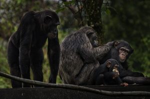 Read more about the article  6 Days Rwanda Gorillas & Chimpanzee Tracking Safari