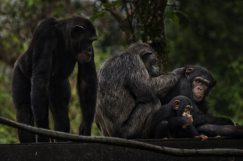 6 Days Rwanda Gorillas & Chimpanzee Tracking Safari