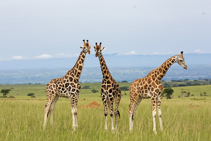 Uganda safari attractions.