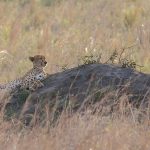 cheetahs in Kidepo Valley National Park.