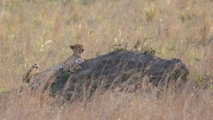 Read more about the article cheetahs in Kidepo Valley National Park.