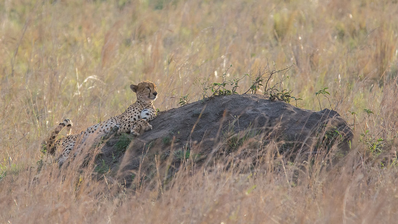 cheetahs in Kidepo Valley National Park.