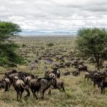 A guide to the great migration in Tanzania