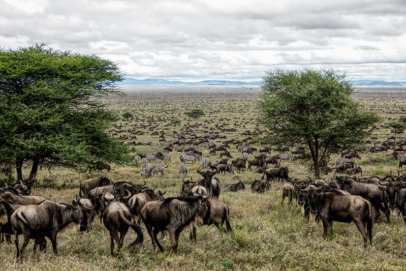 A guide to the great migration in Tanzania