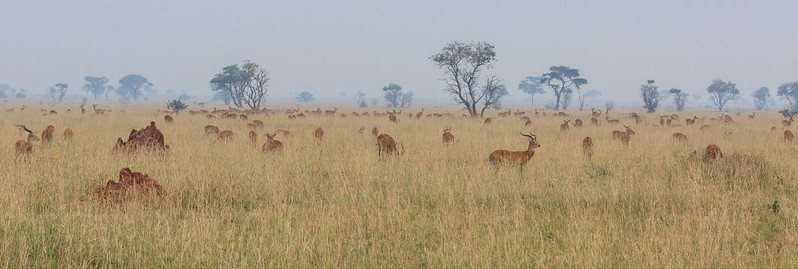 Murchison fall national park. what you need to know.