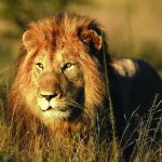 Organizing a Big Five Safari in Uganda