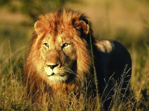 Read more about the article Organizing a Big Five Safari in Uganda