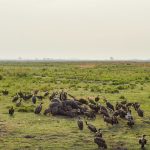 When Is The Best Time To Visit The Chobe National Park?