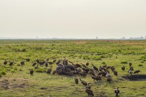 Read more about the article When Is The Best Time To Visit The Chobe National Park?