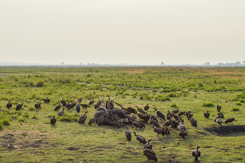 When Is The Best Time To Visit The Chobe National Park?