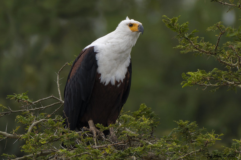 Read more about the article Uganda Birding List