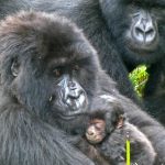 Check Uganda Gorilla permits availability online.