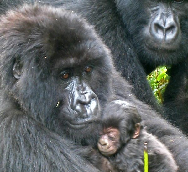 Check Uganda Gorilla permits availability online.