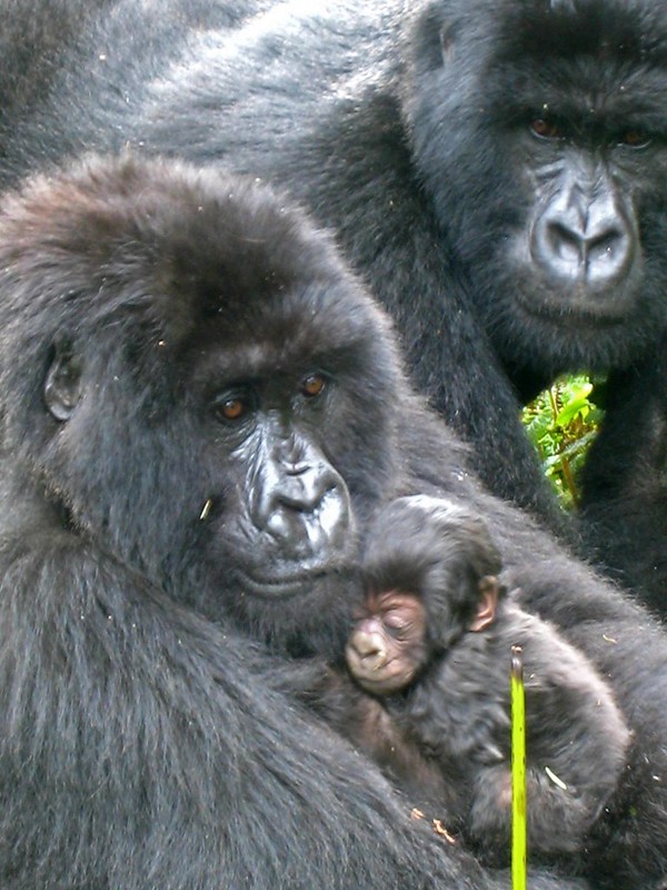 Read more about the article Check Uganda Gorilla permits availability online.