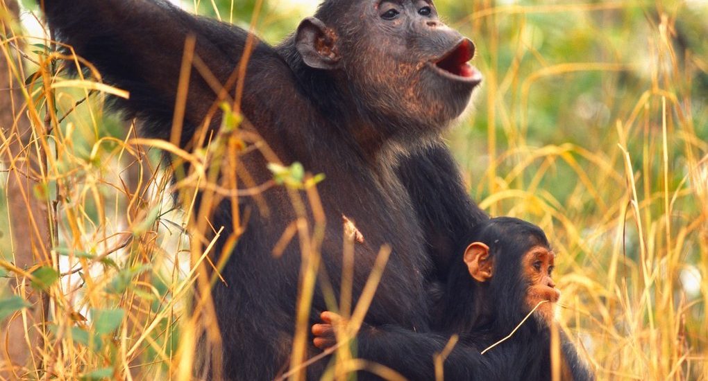 5 DAYS RWANDA CHIMPS AND WILDLIFE SAFARI