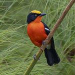 birding in Bwindi impenetrable national park.