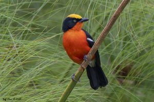 Read more about the article birding in Bwindi impenetrable national park.