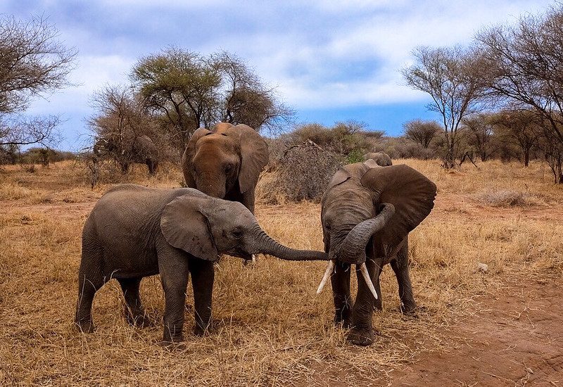 When to visit Serengeti National Park