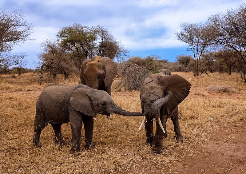 Read more about the article When to visit Serengeti National Park