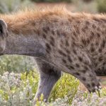 where to find the nocturnal spotted genets in east Africa