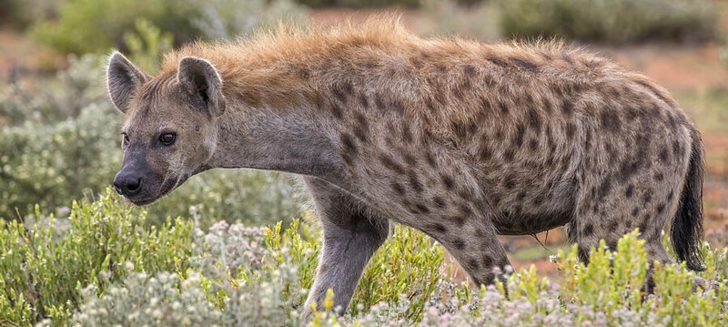 You are currently viewing where to find the nocturnal spotted genets in east Africa