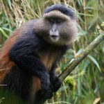 1 day Golden Monkey Trekking Safari